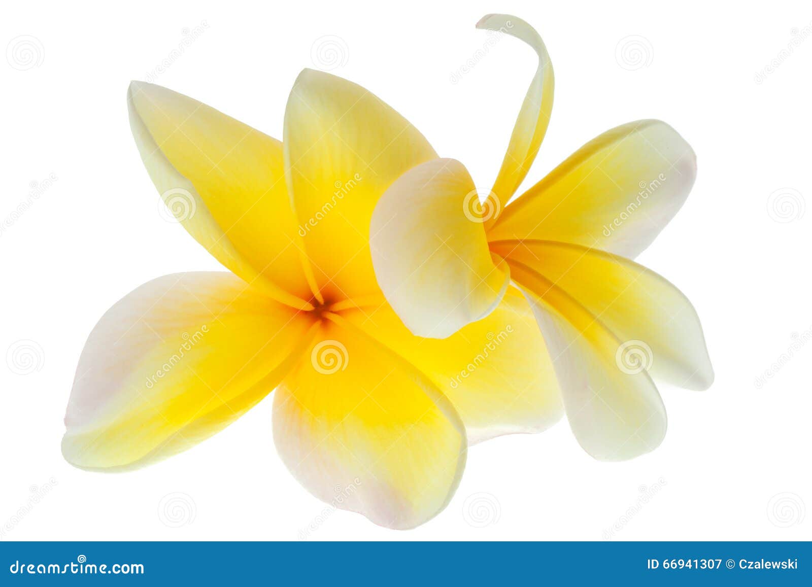 Fleurs Tropicales De Plumeria De Fleur Jaune De Frangipani Image stock -  Image du floral, fleurs: 66941307