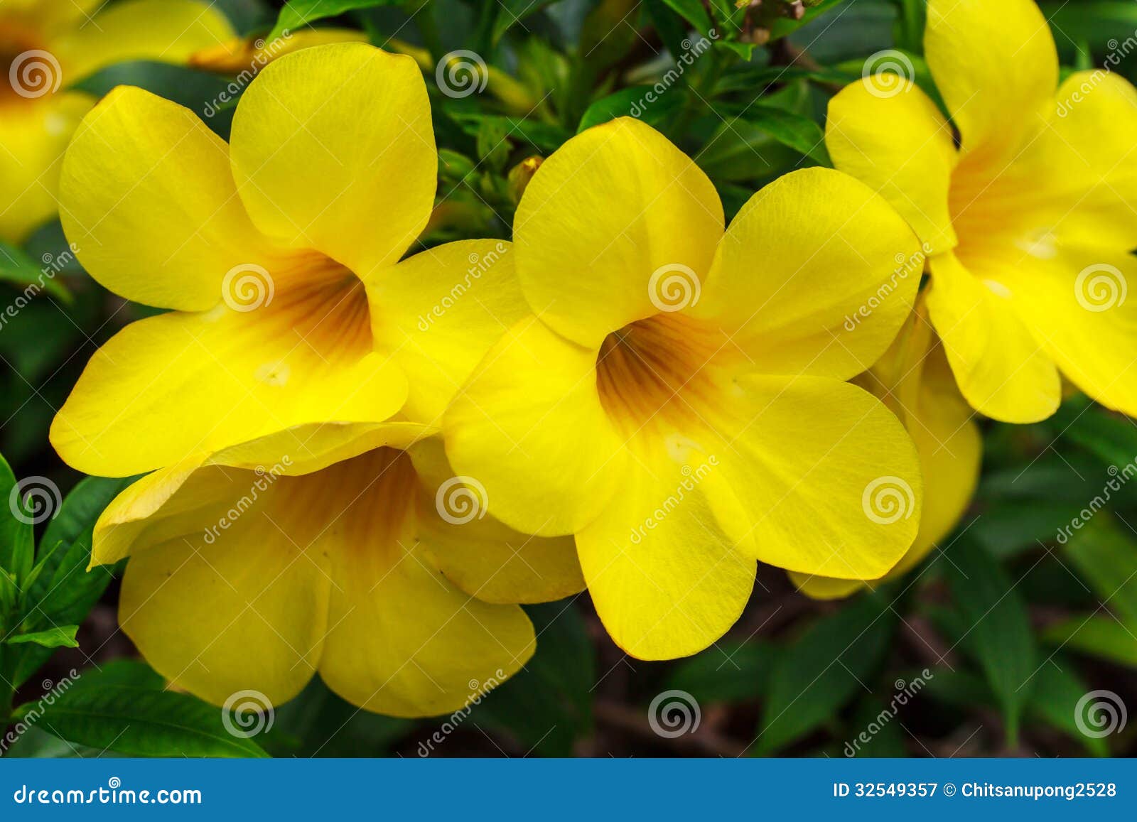 Fleurs tropicales jaunes image stock. Image du tropical - 32549357