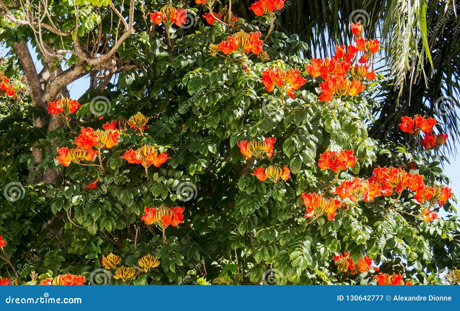Fleurs Tropicales Oranges Dans Un Grand Arbre Image stock - Image du moyen,  flamme: 130642777
