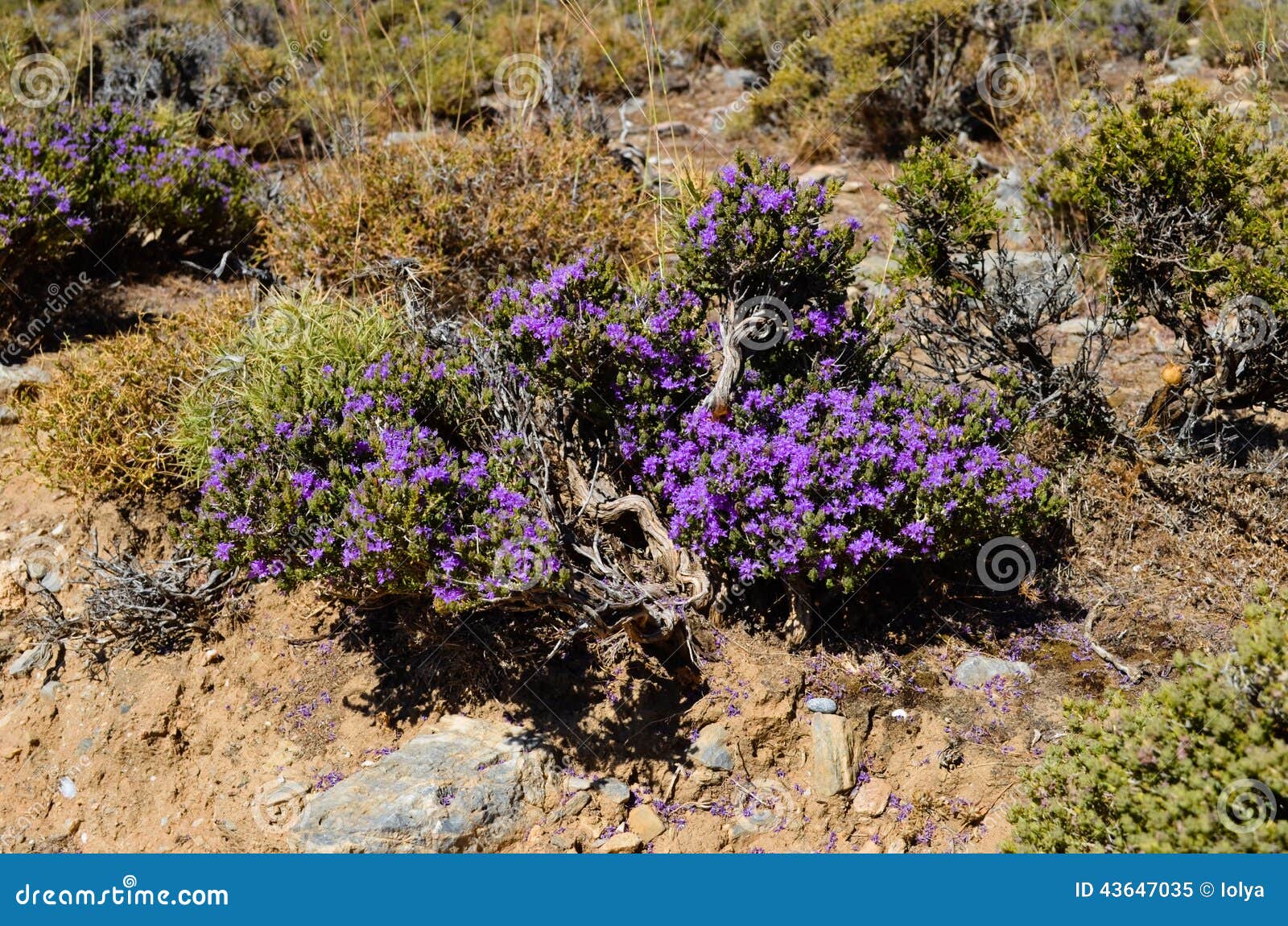 Fleurs violettes image stock. Image du printemps, nature - 43647035