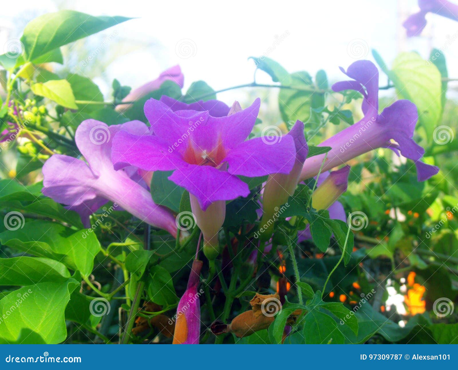 Fleurs violettes image stock. Image du fleur, partie - 97309787