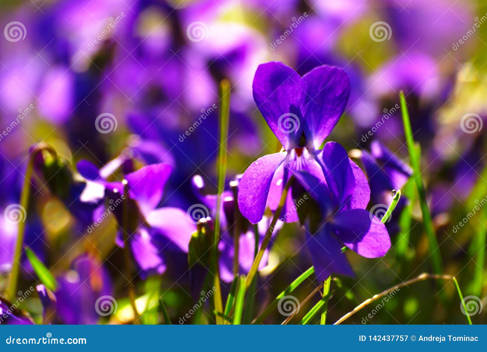 Fleurs Violettes Au Printemps Image stock - Image du fleur, fleurs:  142437757