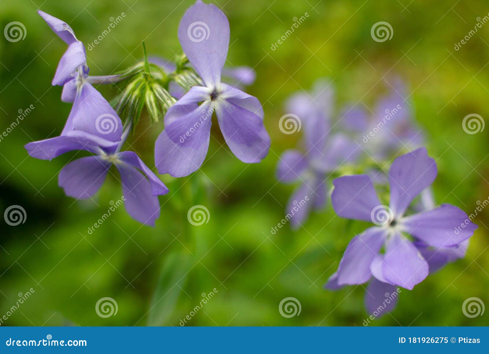 Fleurs Violettes Dans La Forêt. Gros Plan De Petites Fleurs Sauvages De  Purpule Qui Poussent Sur La Pelouse Du Printemps. Image stock - Image du  printemps, pelouse: 181926275