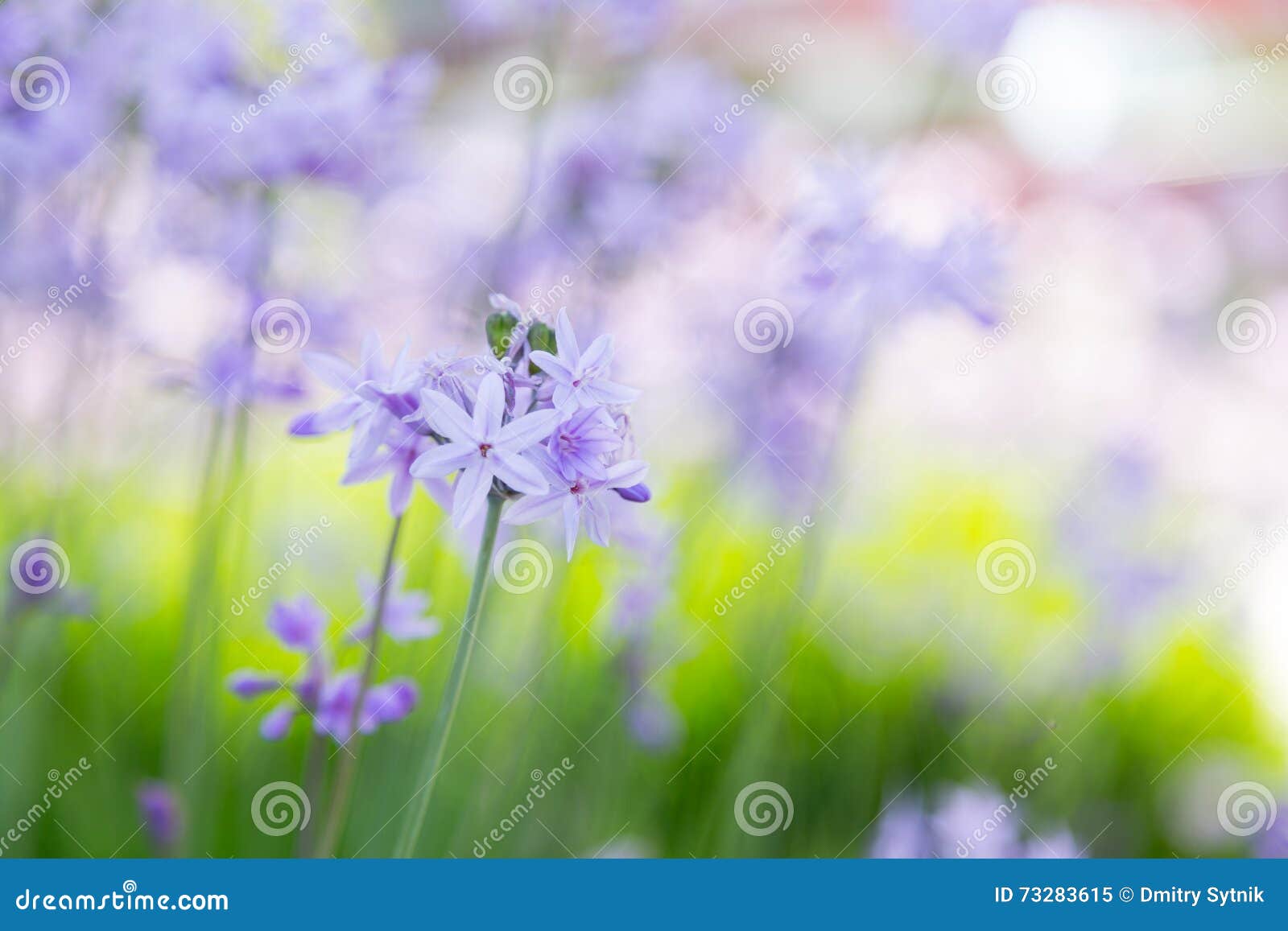 Fleurs Violettes Dans Le Jour D'été Sur La Pelouse Image stock - Image du  couleur, floraison: 73283615