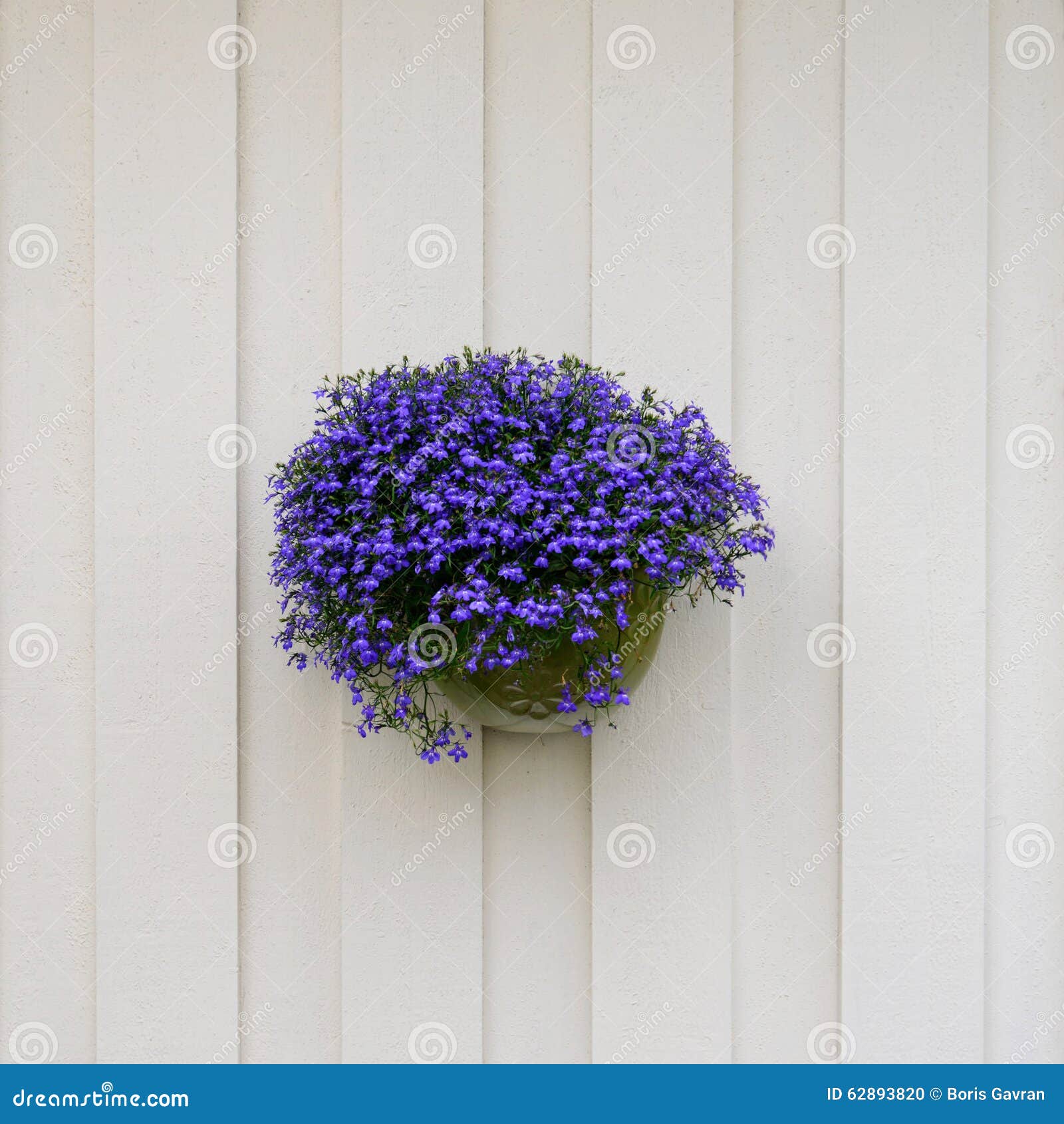 Fleurs Violettes Dans Le Pot De Fleurs Photo stock - Image du beau, jardin:  62893820