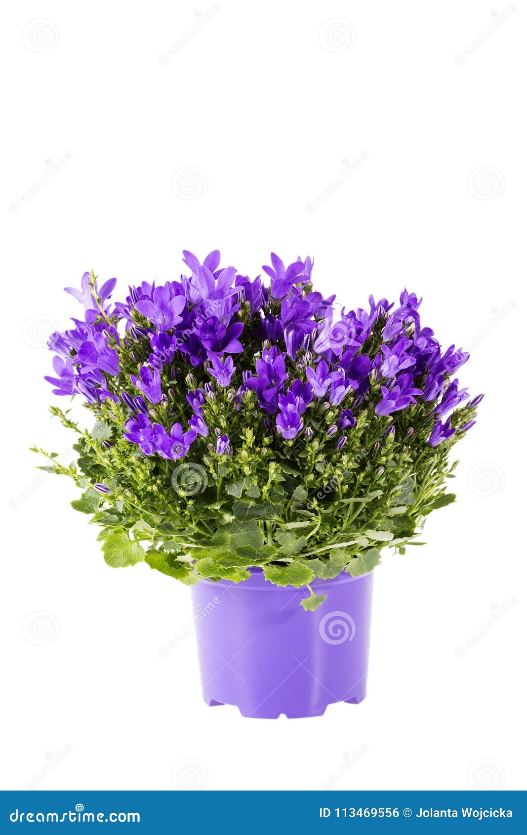 Fleurs Violettes De Campanule De Floraison De Campanule Dans Le Pot De  Fleurs D'isolement Sur Le Fond Blanc Photo stock - Image du sensible,  fermer: 113469556