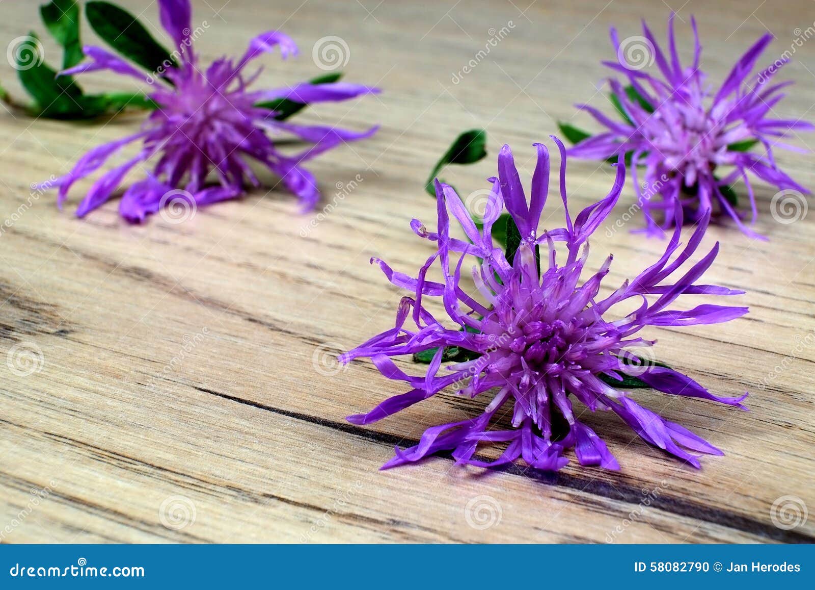 Fleurs Violettes De Chardon Photo stock - Image du table, fleurs: 58082790