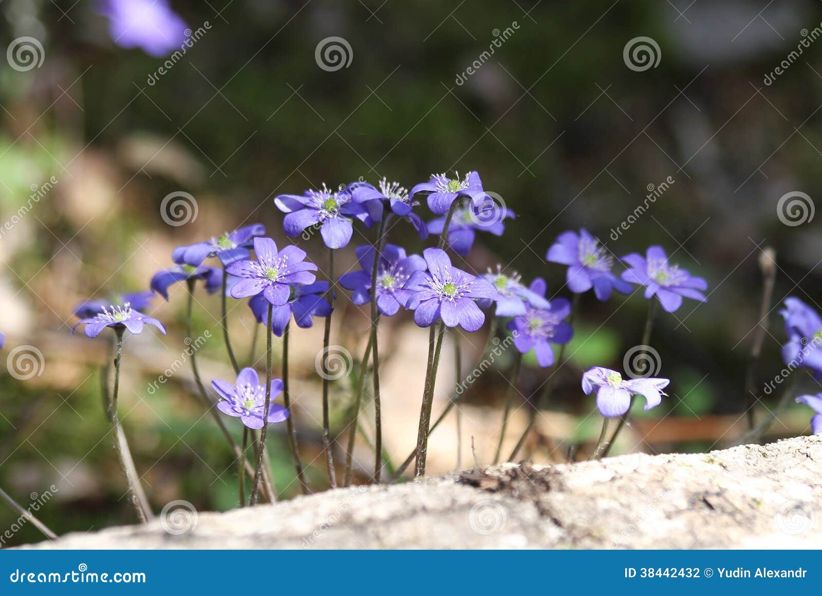 Fleurs violettes de forêt photo stock. Image du herbes - 38442432