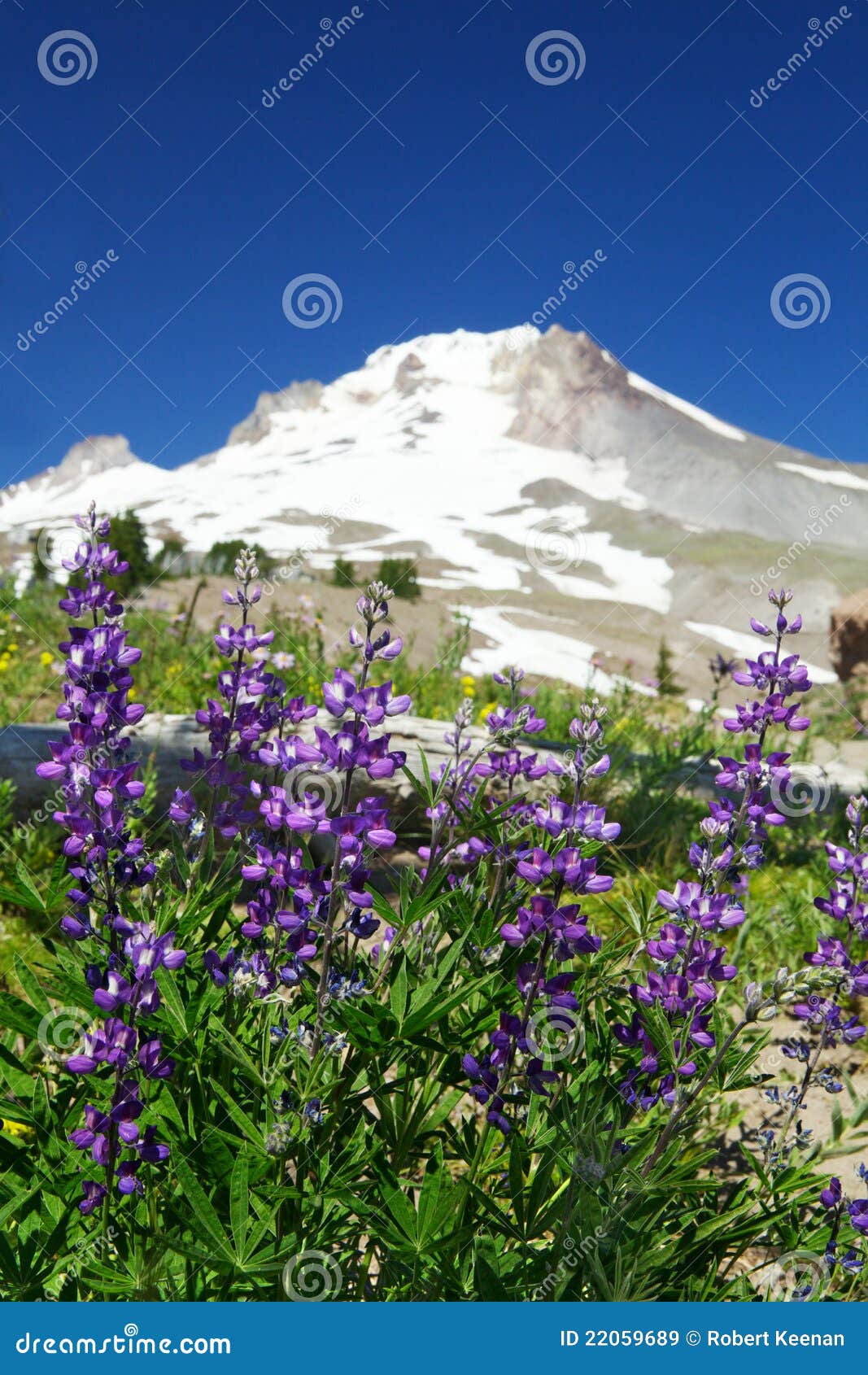 Fleurs Violettes De Lupine De Montagne Image stock - Image du pierre, ciel:  22059689