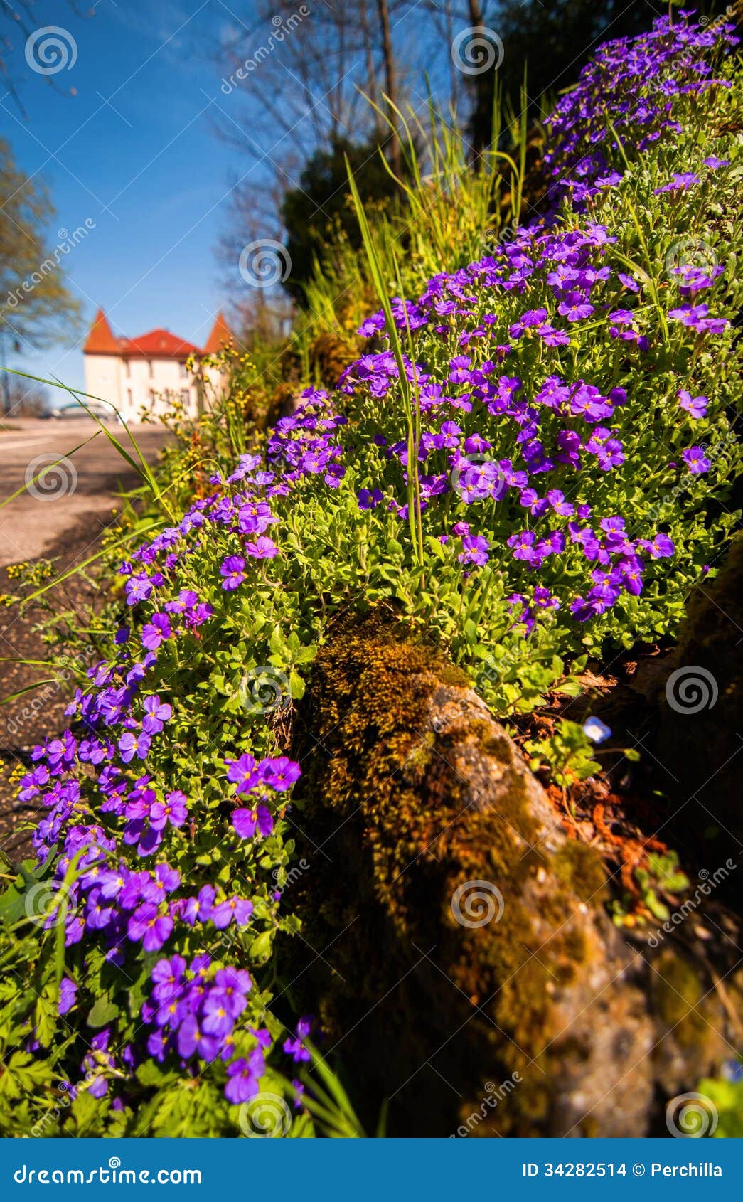 Fleurs Violettes De Ressort De Bord De La Route Photo stock - Image du  assez, frais: 34282514