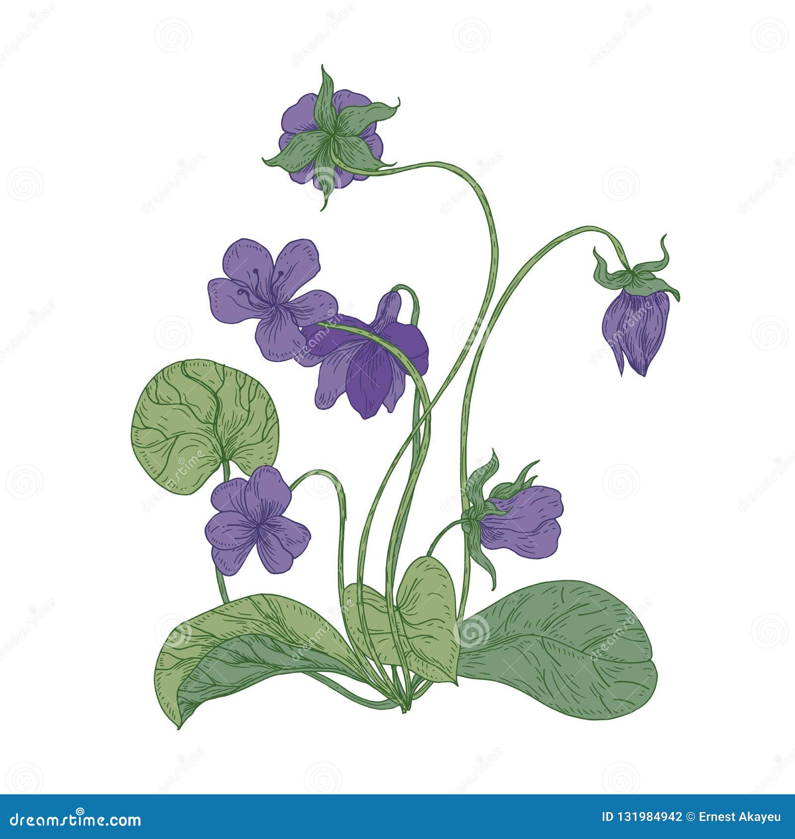 Fleurs Violettes En Bois Magnifiques D'isolement Sur Le Fond Blanc Dessin  Naturel De Plante Vivace Fleurissante Herbacée Sauvage Illustration de  Vecteur - Illustration du parfumé, herbacé: 131984942