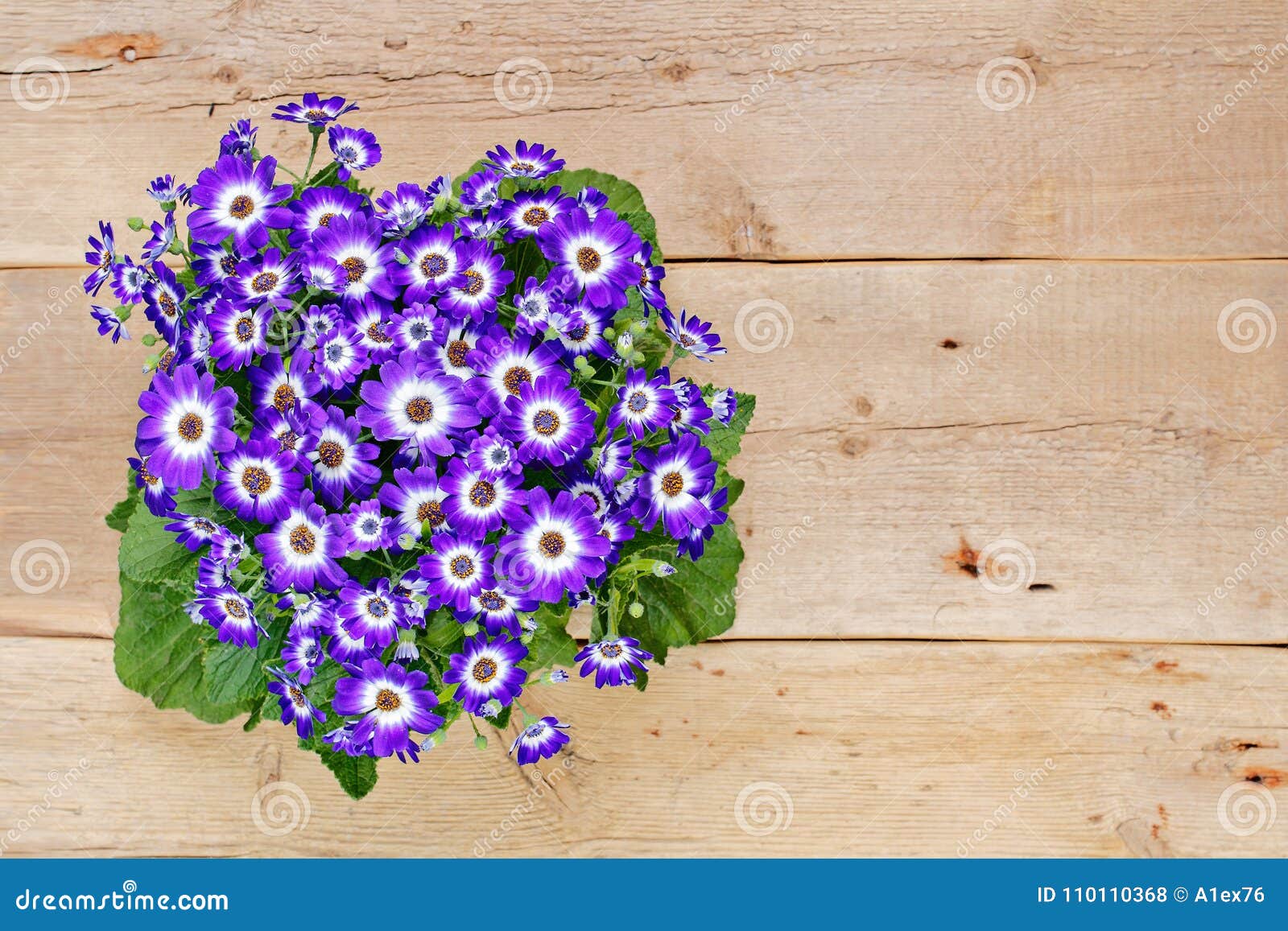 Fleurs Violettes Et Blanches Au-dessus De Fond En Bois Photo stock - Image  du personne, carte: 110110368