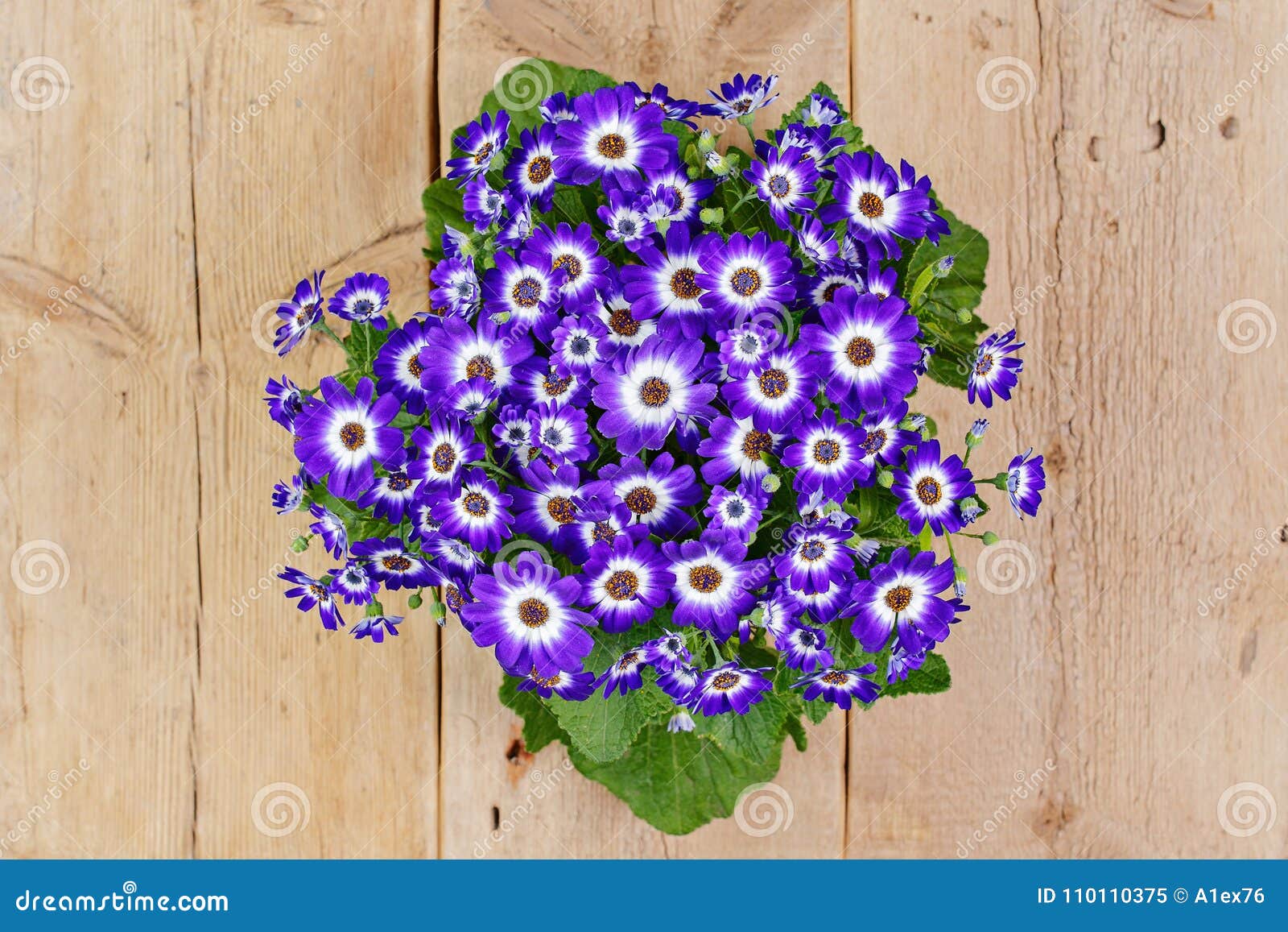 Fleurs Violettes Et Blanches Au-dessus De Fond En Bois Image stock - Image  du saveur, panneau: 110110375