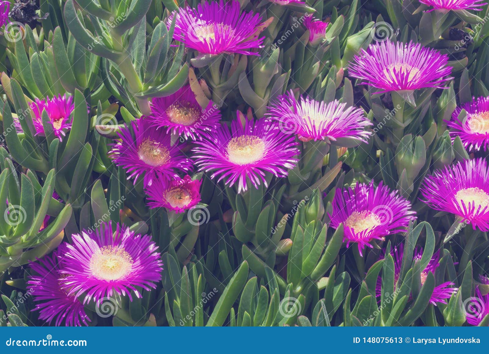 Fleurs Violettes Et Feuilles Vertes ?paisses De Carpobrotus Le Carpobrotus  Edulis Est Une Plante Comestible Et M?dicinale Succule Image stock - Image  du rose, lame: 148075613