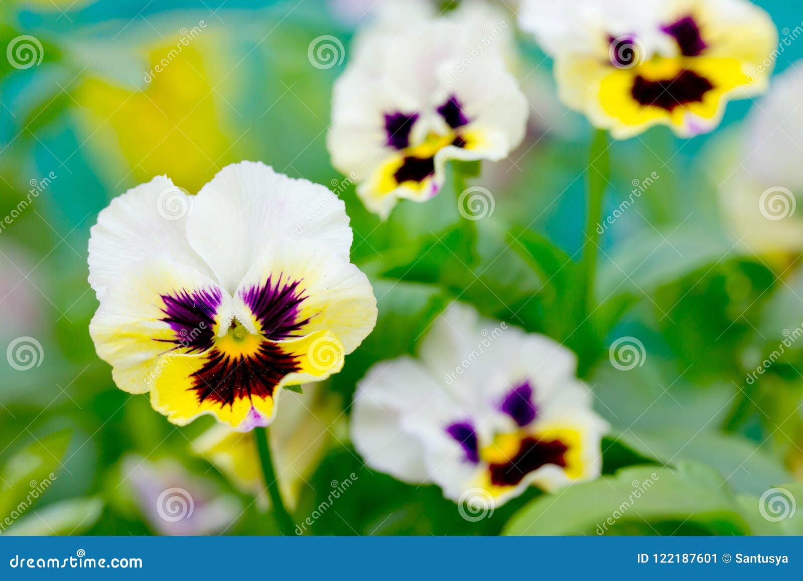 Fleurs Violettes Jaunes Blanches Tricolores De Pensée Image stock - Image  du fleurs, rouge: 122187601