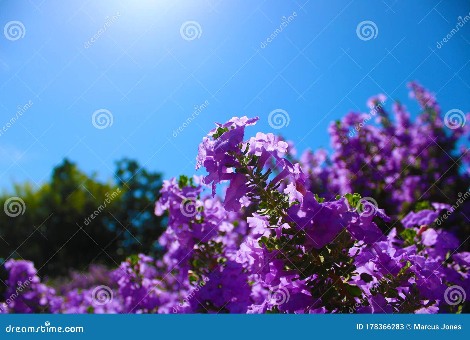 Fleurs Violettes Molles De Longue Tige Avec Un Fond De Ciel Bleu Image  stock - Image du coloré, fleur: 178366283