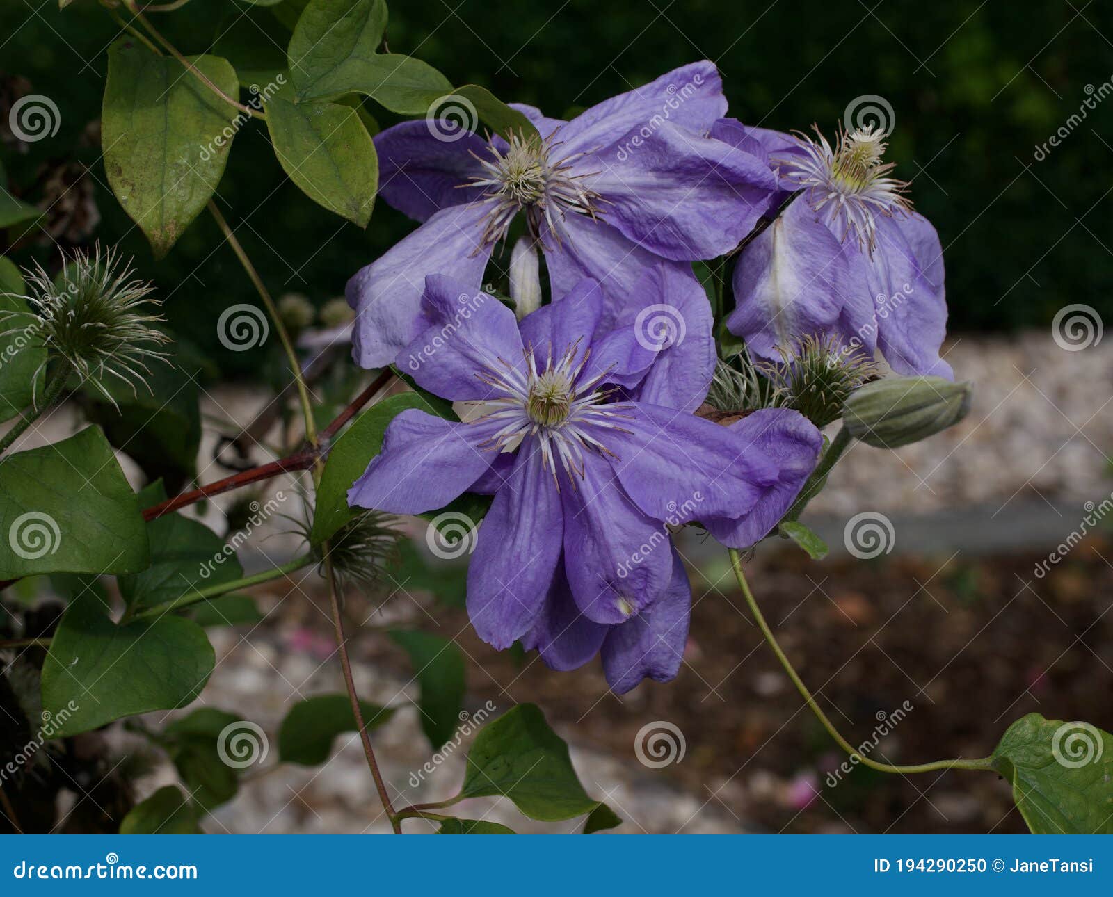 Fleurs Violettes Ou Mauve Pâles De Clématite Dans Le Jardin En été Photo  stock - Image du délicatesse, herbal: 194290250