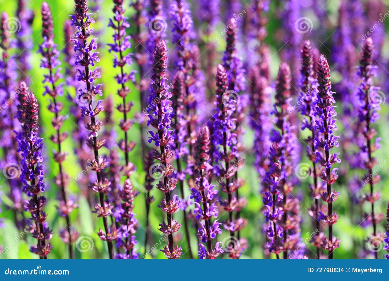 Fleurs Violettes Pourpres De Salvia Photo stock - Image du fleur, saga:  72798834