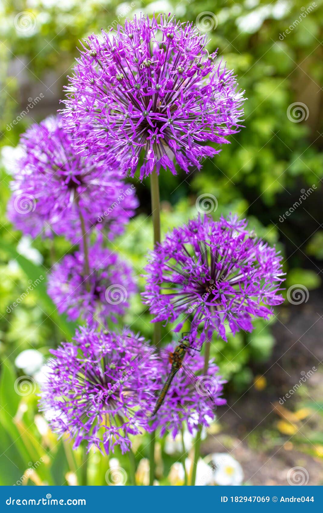 Fleurs Violettes Rondes D'allium Au Fond Du Jardin Image stock - Image du  jardin, maison: 182947069