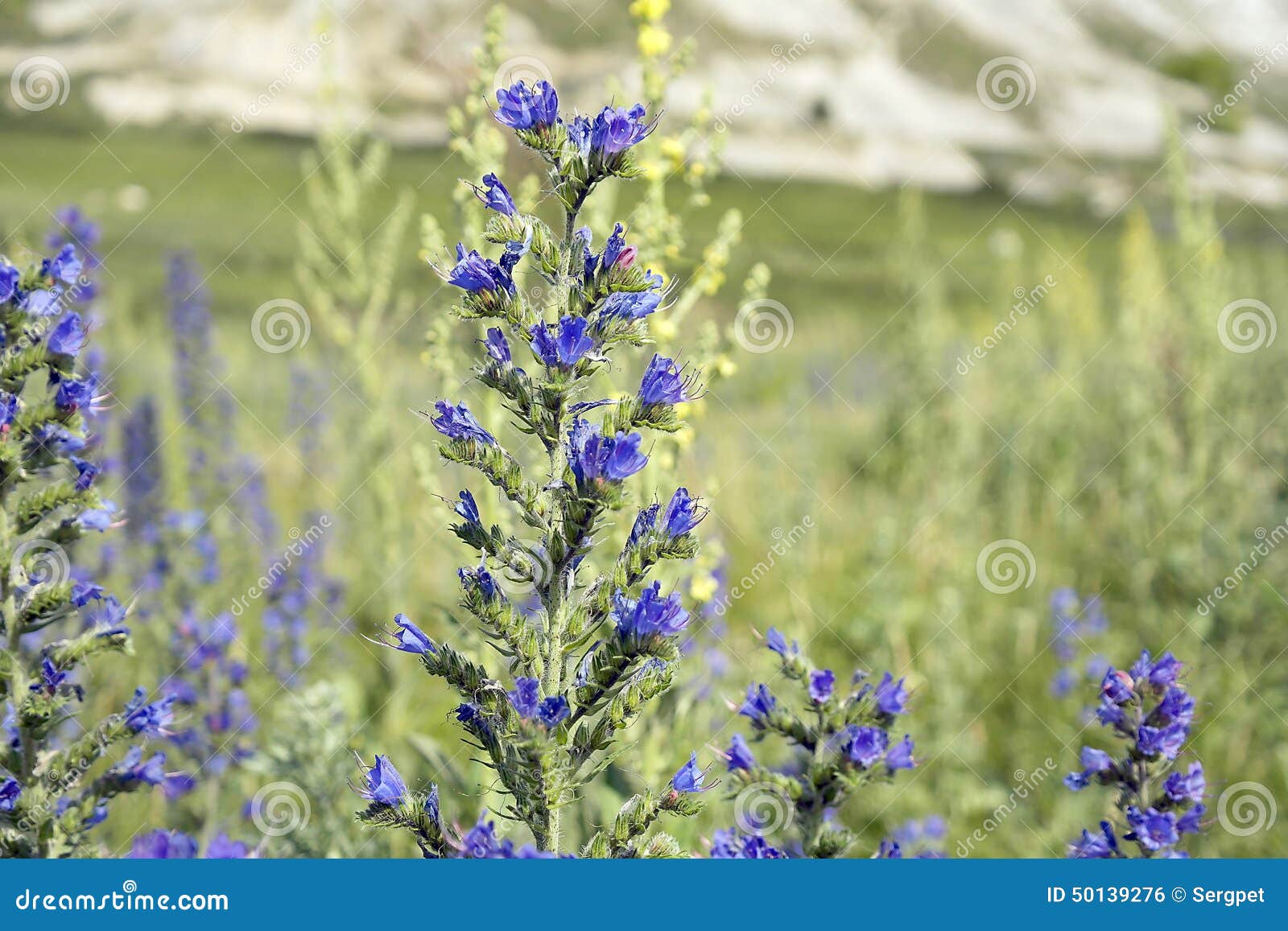 Fleurs Violettes Sauvages Sur Le Champ Photo stock - Image du été, ressort:  50139276