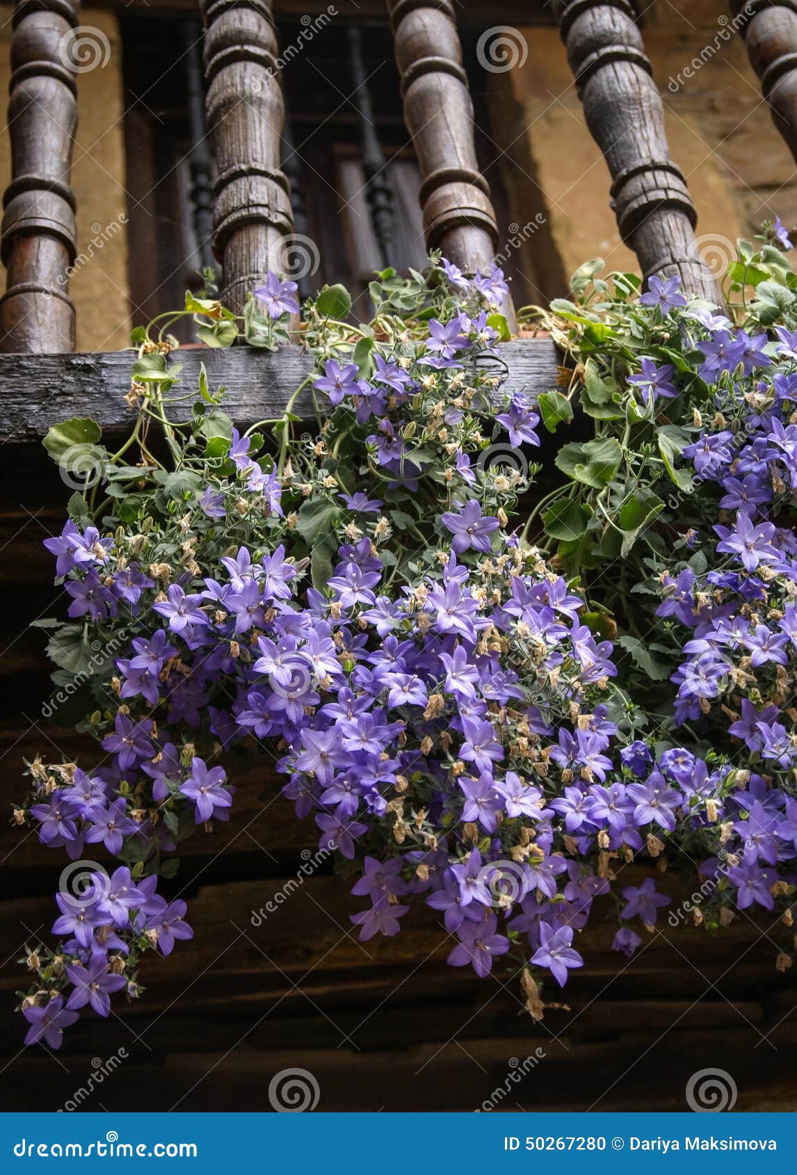 Fleurs Violettes Sur Le Balcon Photo stock - Image du centrale, ibérien:  50267280