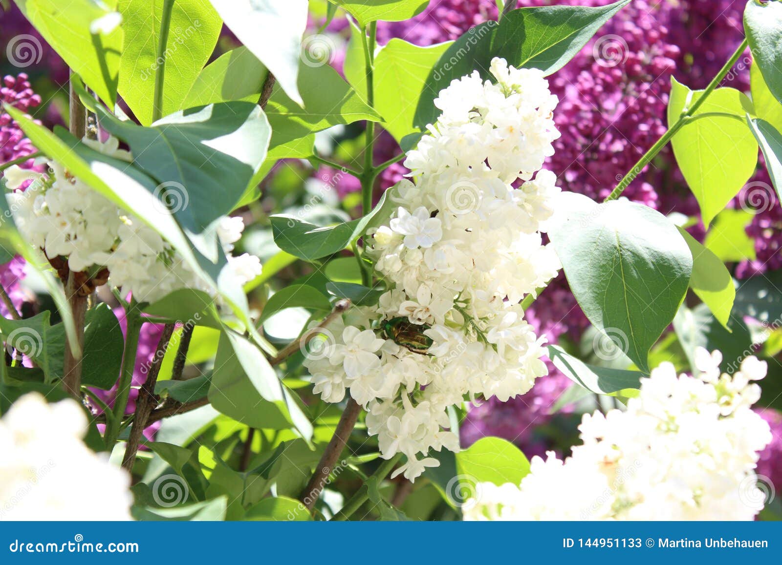 Flieder im Garten stockbild. Bild von blumen, baum, garten 144951133