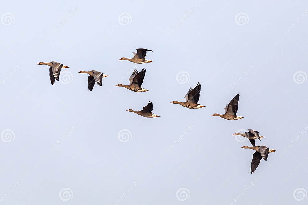 Fliegende Mengengraugansgans Hortobagy Ungarn Stockfoto Bild von