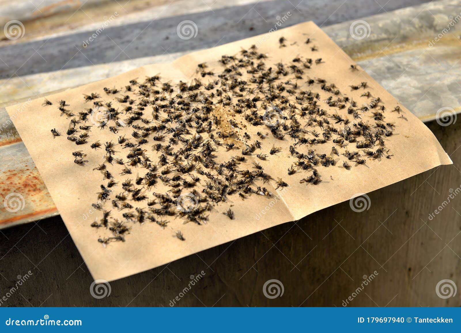 Flies Caught on Sticky Fly Paper Traps. Stock Photo - Image of