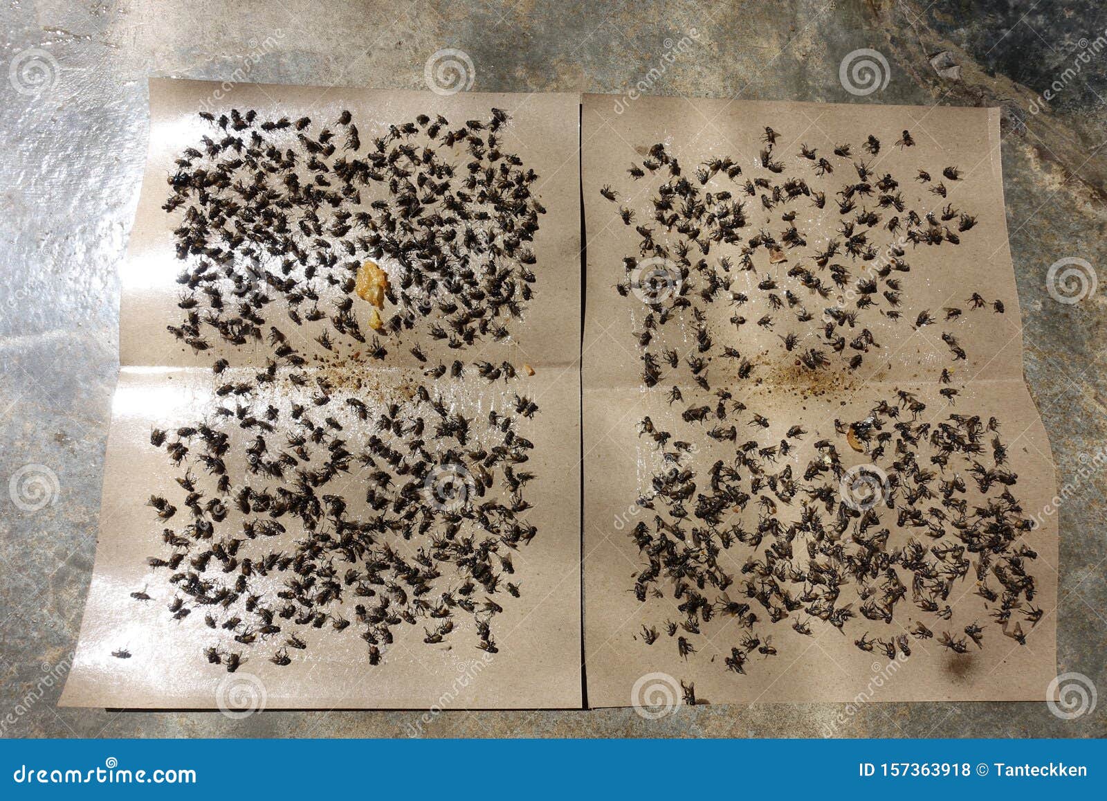 Flies Caught on Sticky Fly Paper Trap. Stock Photo - Image of display, glue:  157363918