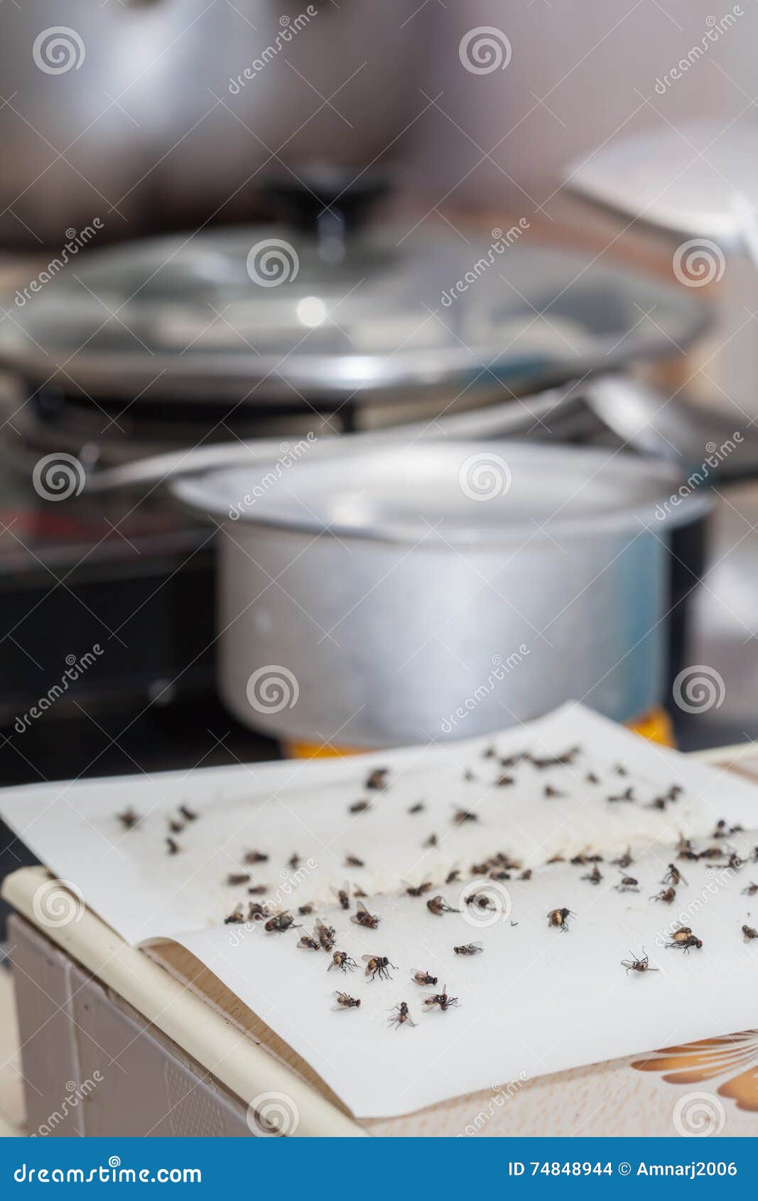 Flies Caught on White Sticky Fly Paper Stock Photo Image of paper