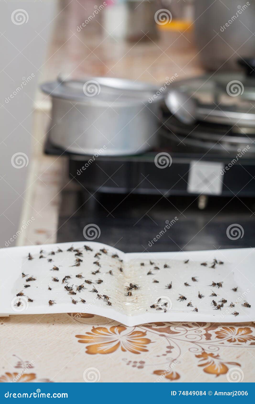 Flies Caught on White Sticky Fly Paper Stock Photo Image of sheet