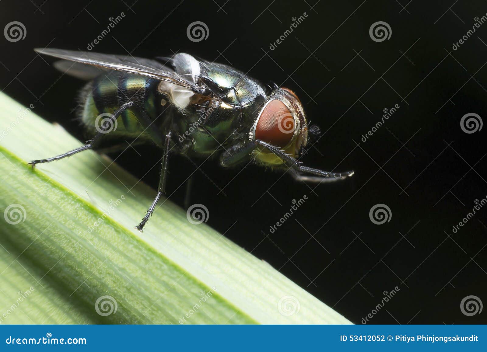Flies cause diseases stock photo. Image of green, summer 53412052