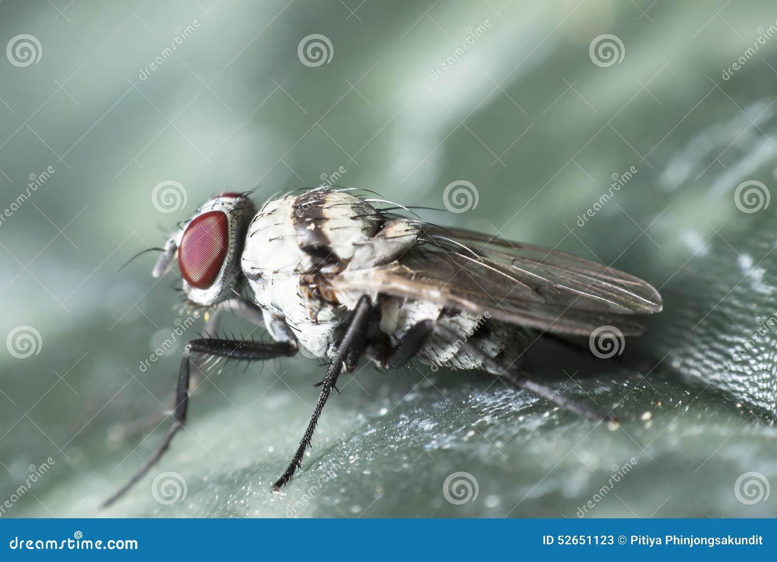 Flies cause diseases stock image. Image of legs, summer 52651123