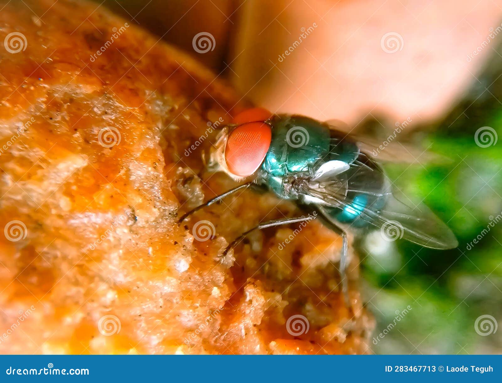 Flies are Eating Sapodilla Fruit?? Stock Image Image of honeybee