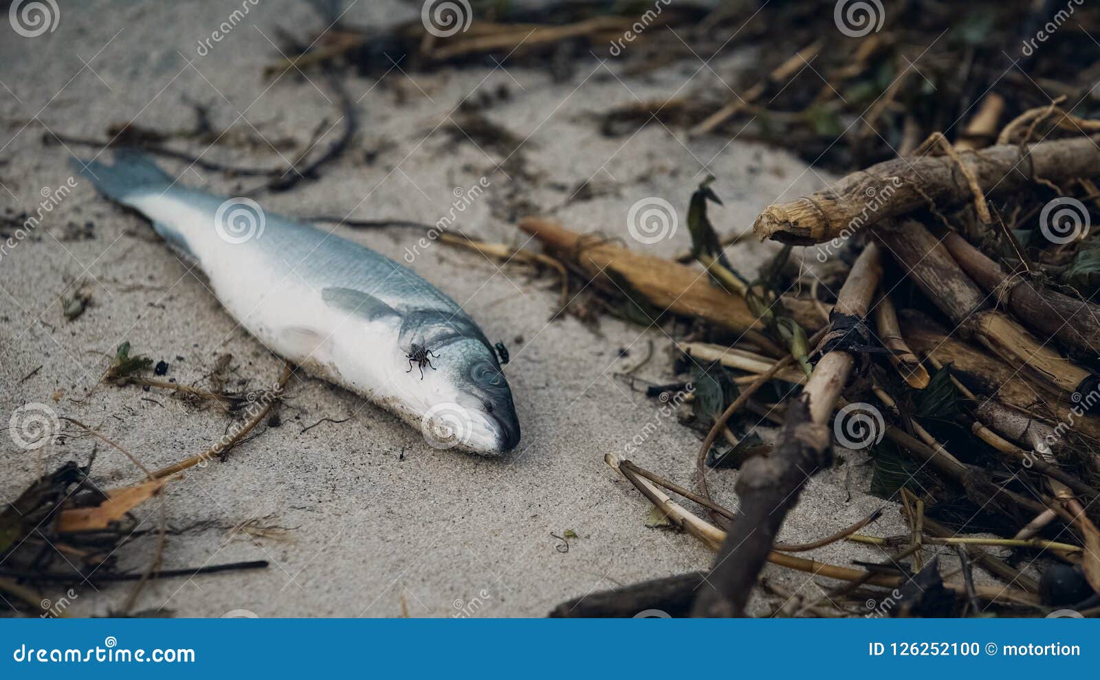 flies floating over rotten fish, toxic waste harming nature, causing illnesses