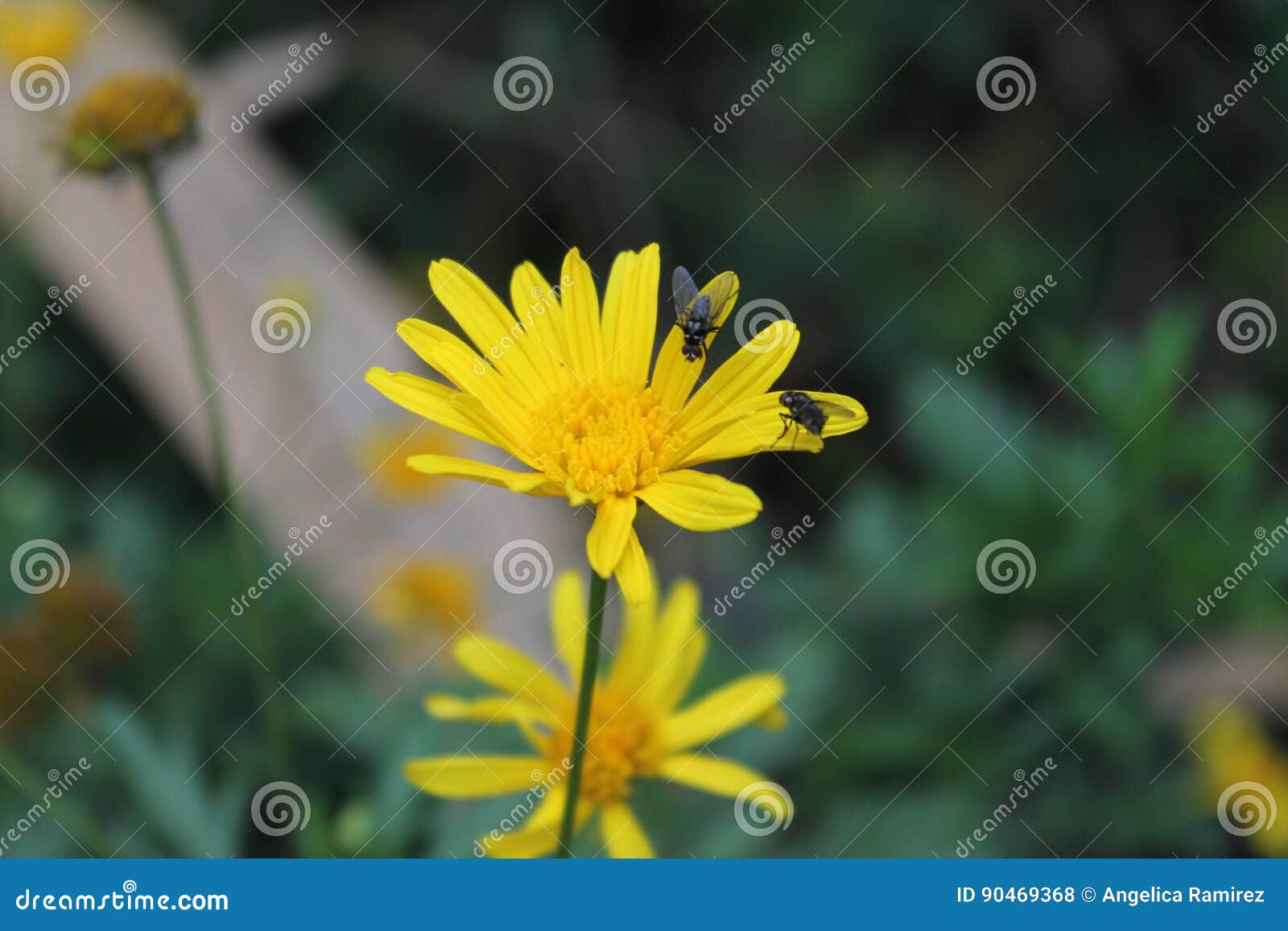 Flies on a flower stock photo. Image of beautiful, colored 90469368