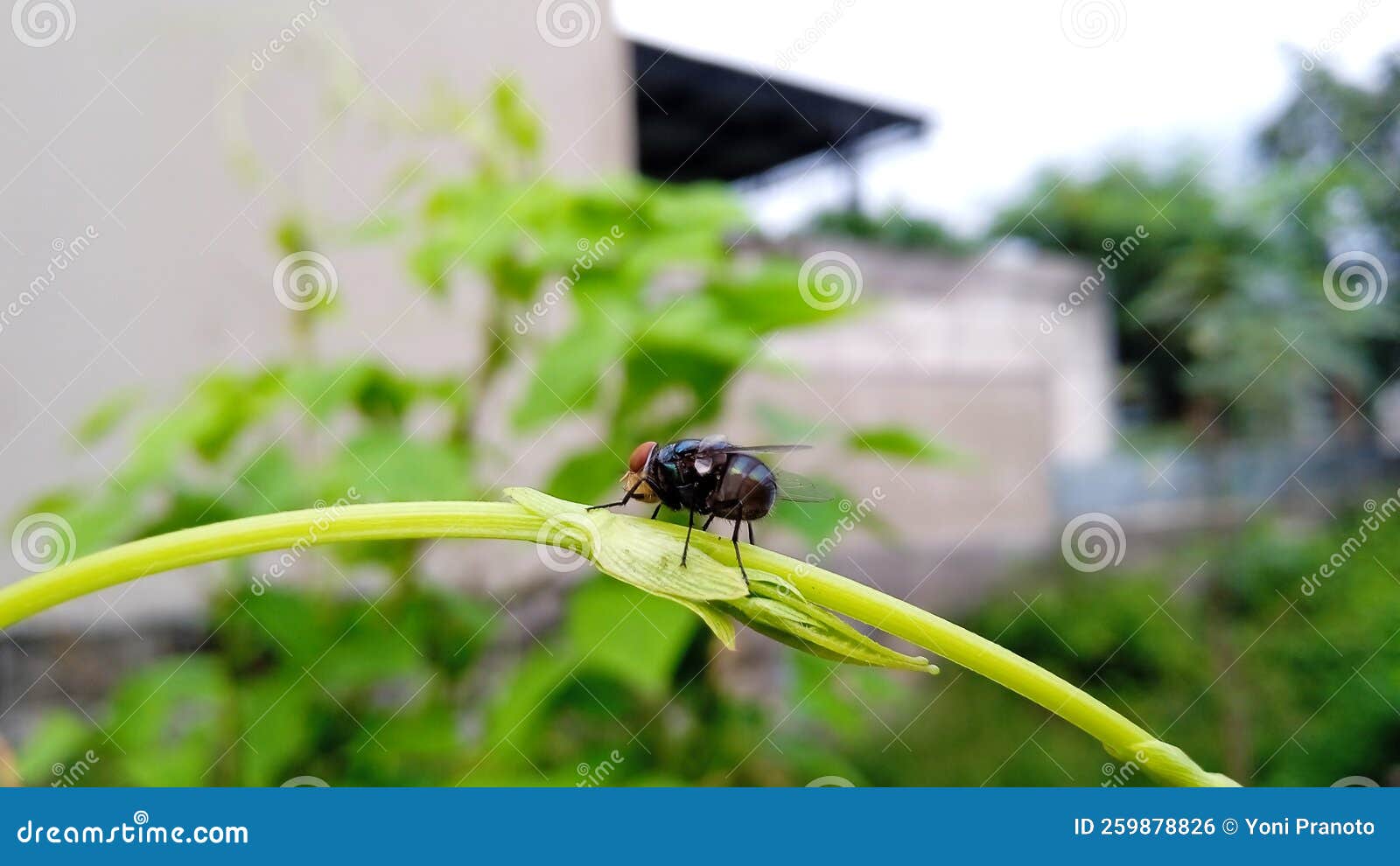 Flies Land on Plants. Black Fly Stock Photo Image of land, plants