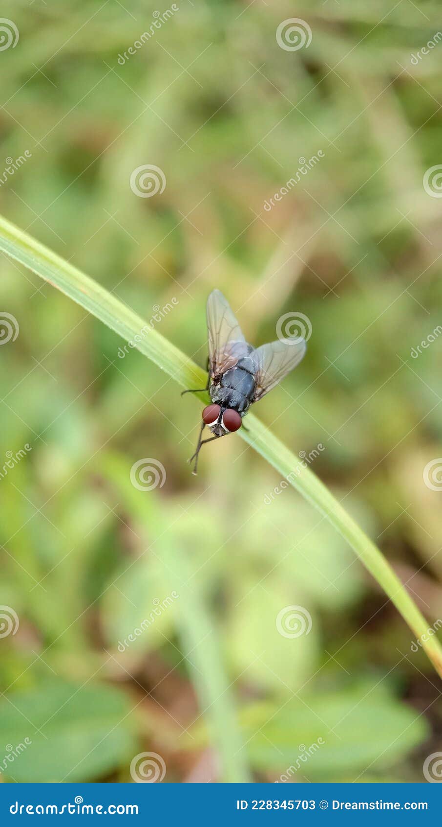 Flies on the leaves stock image. Image of background 228345703