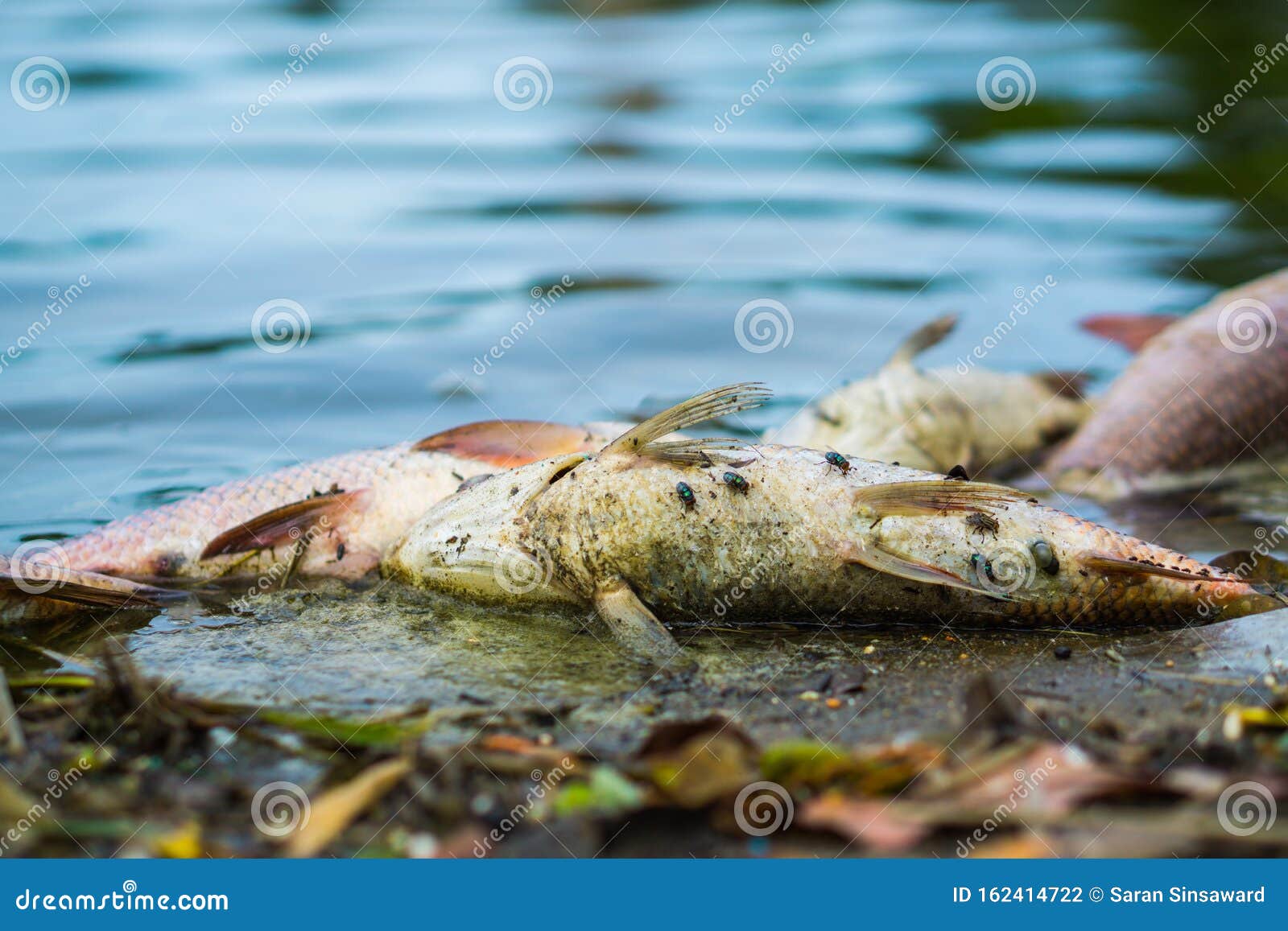 Flies are Swarming Fish Floating Dead in the Lake. Fish Were Died from Polluted Water Stock Photo - Image of conservation, kill: 162414722 Flies are Swarming Fish Floating Dead in the Lake. Fish Were Died from Polluted Water Stock Photo - Image of conservation, kill: 162414722