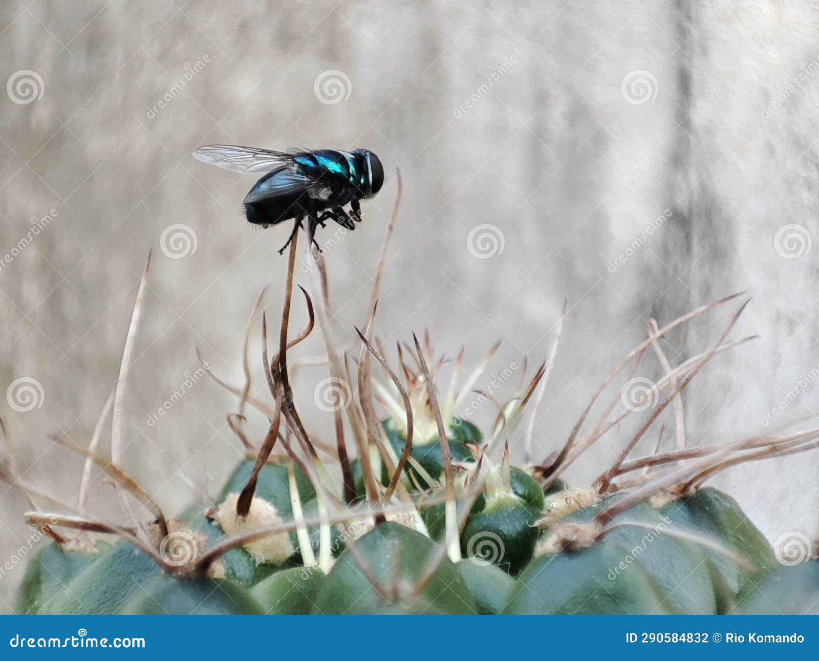 Flies Trapped in Cactus Spines Stock Photo Image of flies, plant