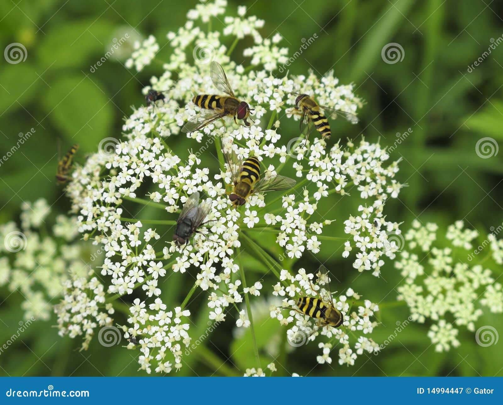 Flies on wild flower stock image. Image of flies, nature 14994447