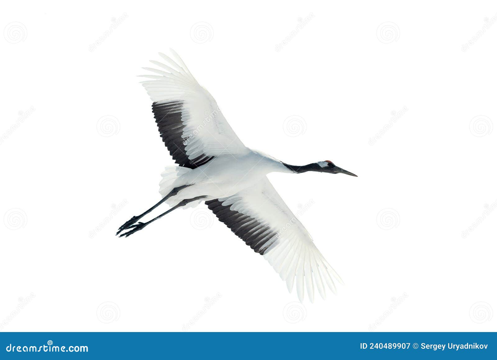 flight of crane.  on white. the red-crowned crane. scientific name: grus japonensis, also called the japanese  or