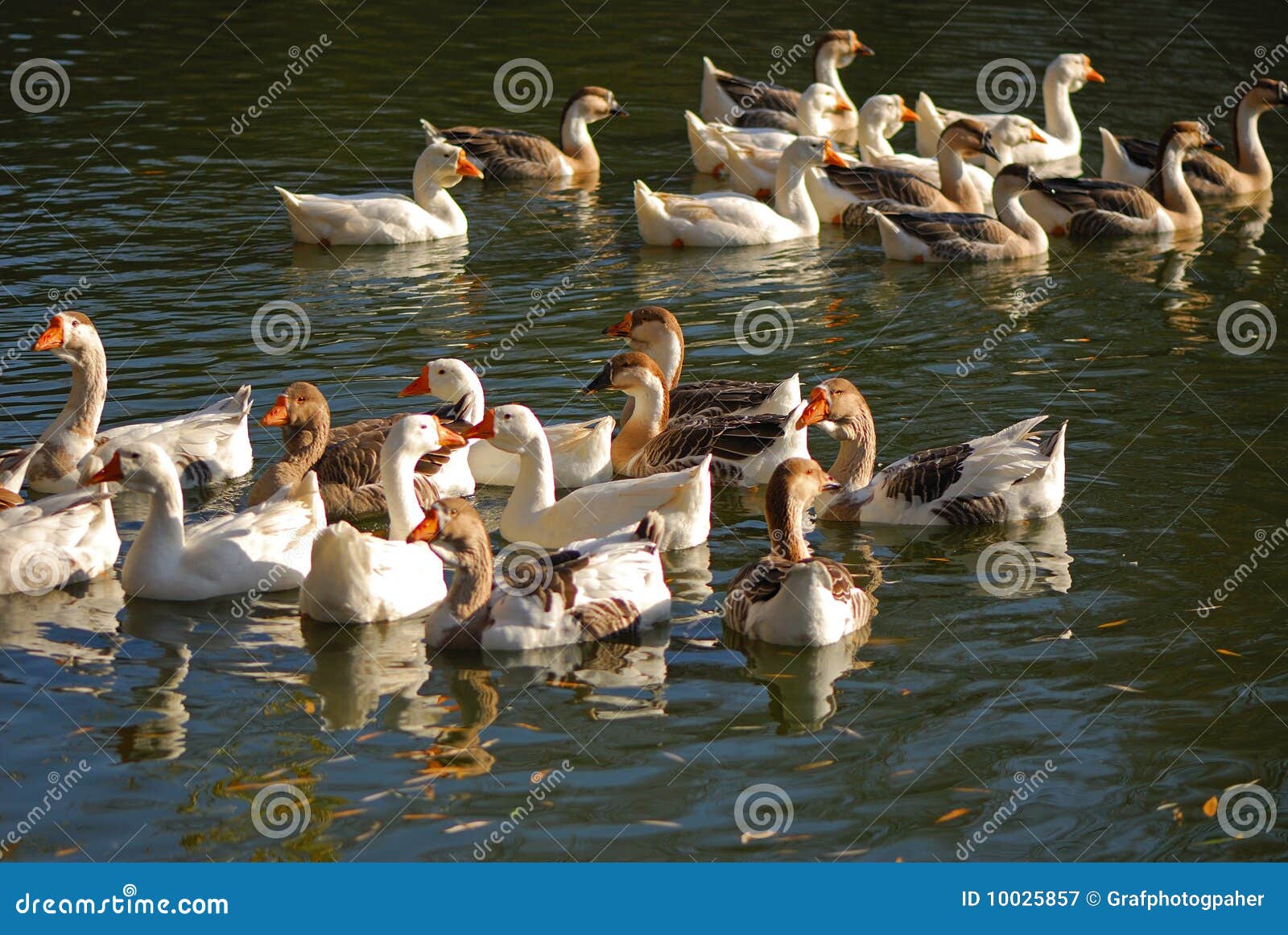 Flight of domestic geese stock image. Image of lake, herd 10025857