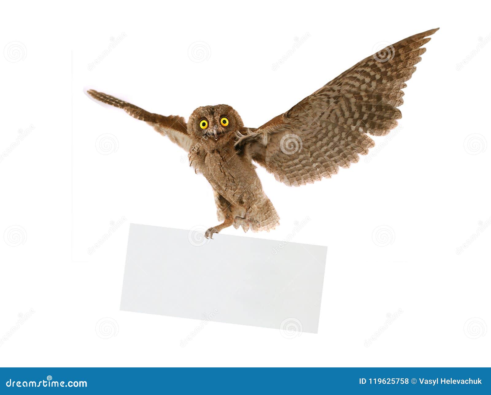 flight european scops owl
