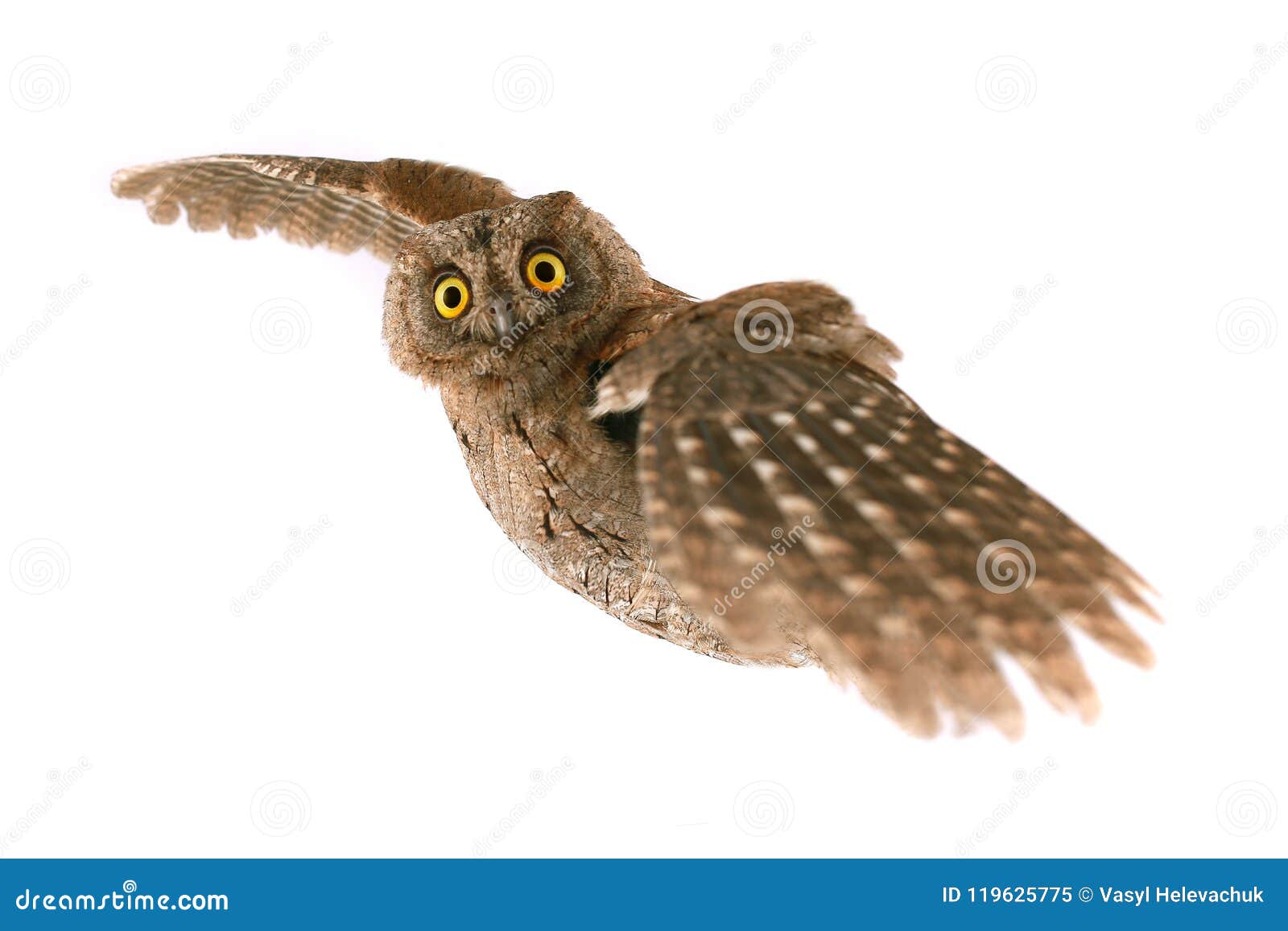 flight european scops owl