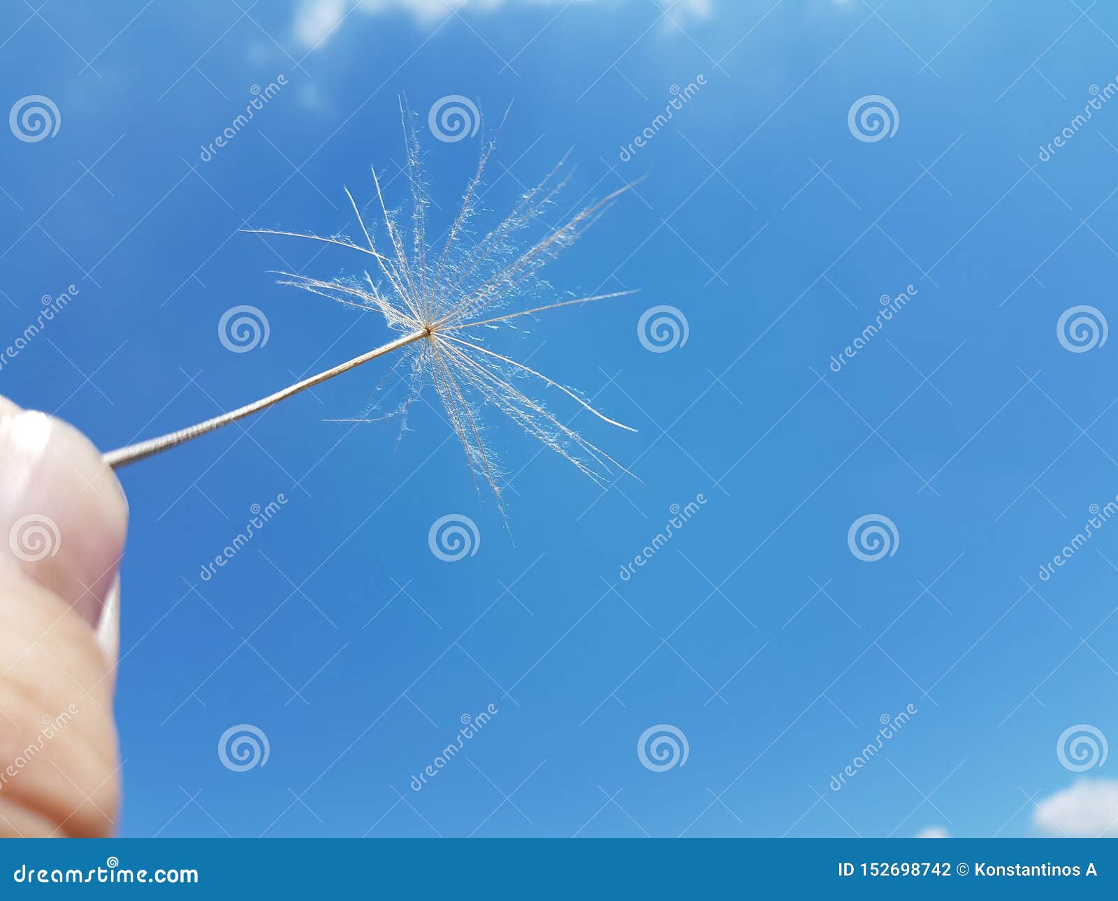 flight flying seed dandelion travel concept migration