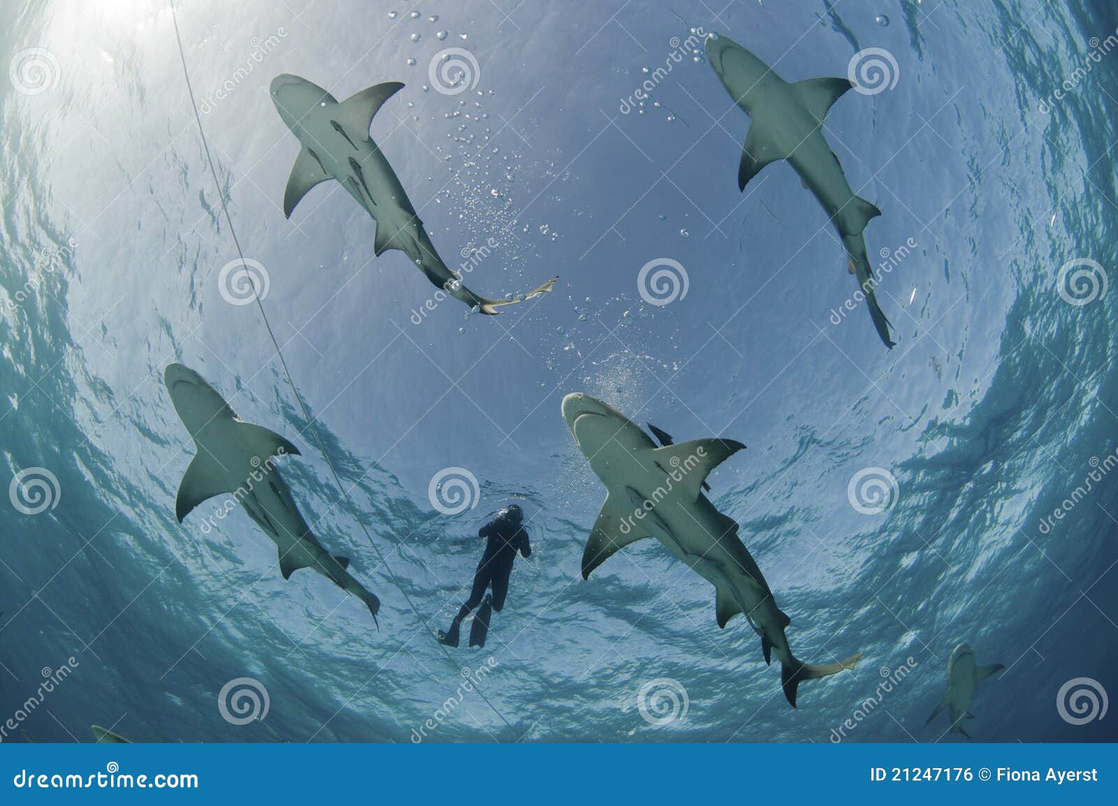 flight of the lemon sharks