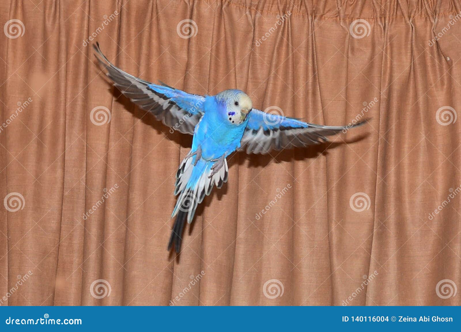 Blue budgie flight photo. stock photo. Image of pets 140116004
