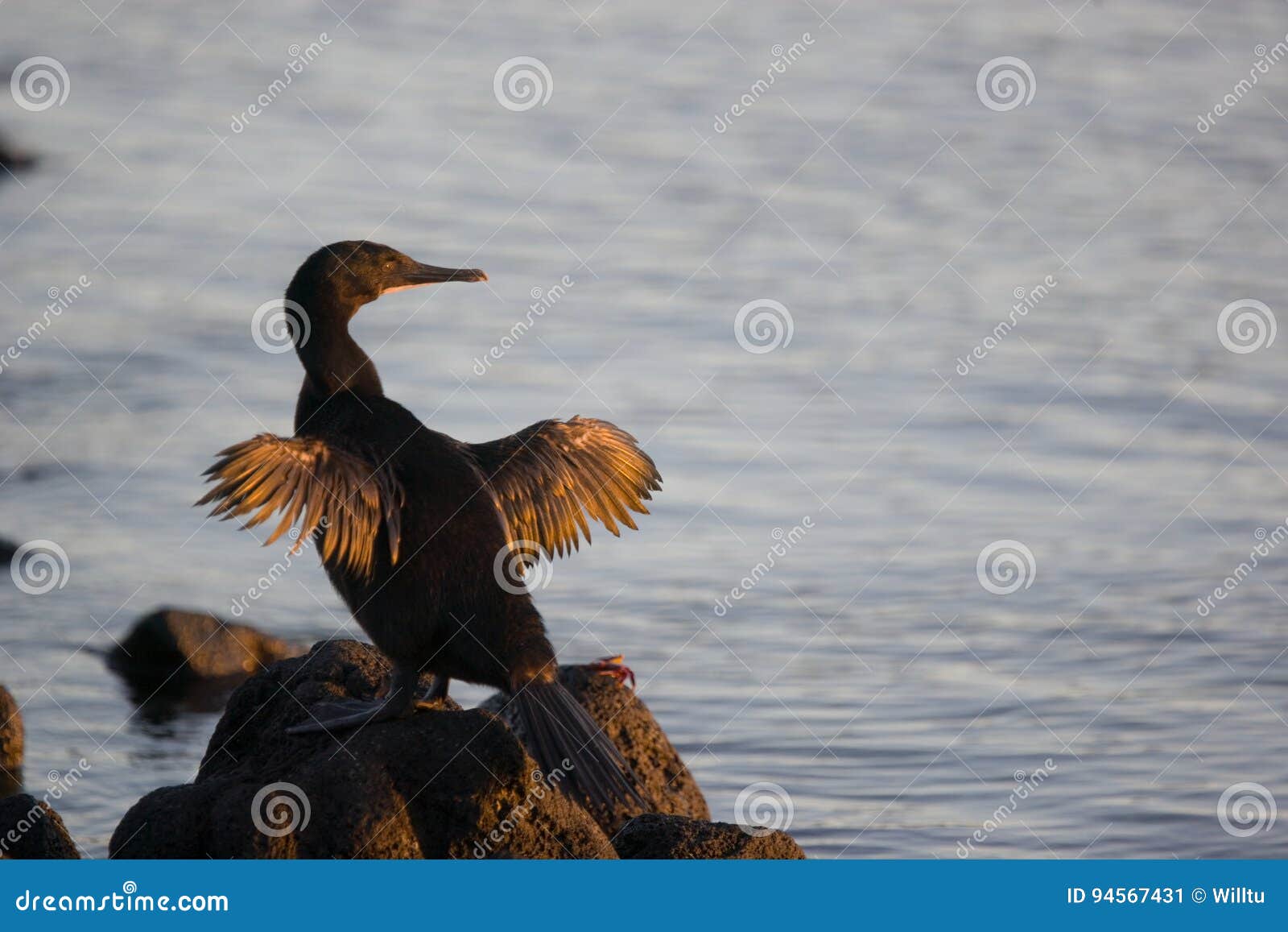 flightless cormorant drying its wings
