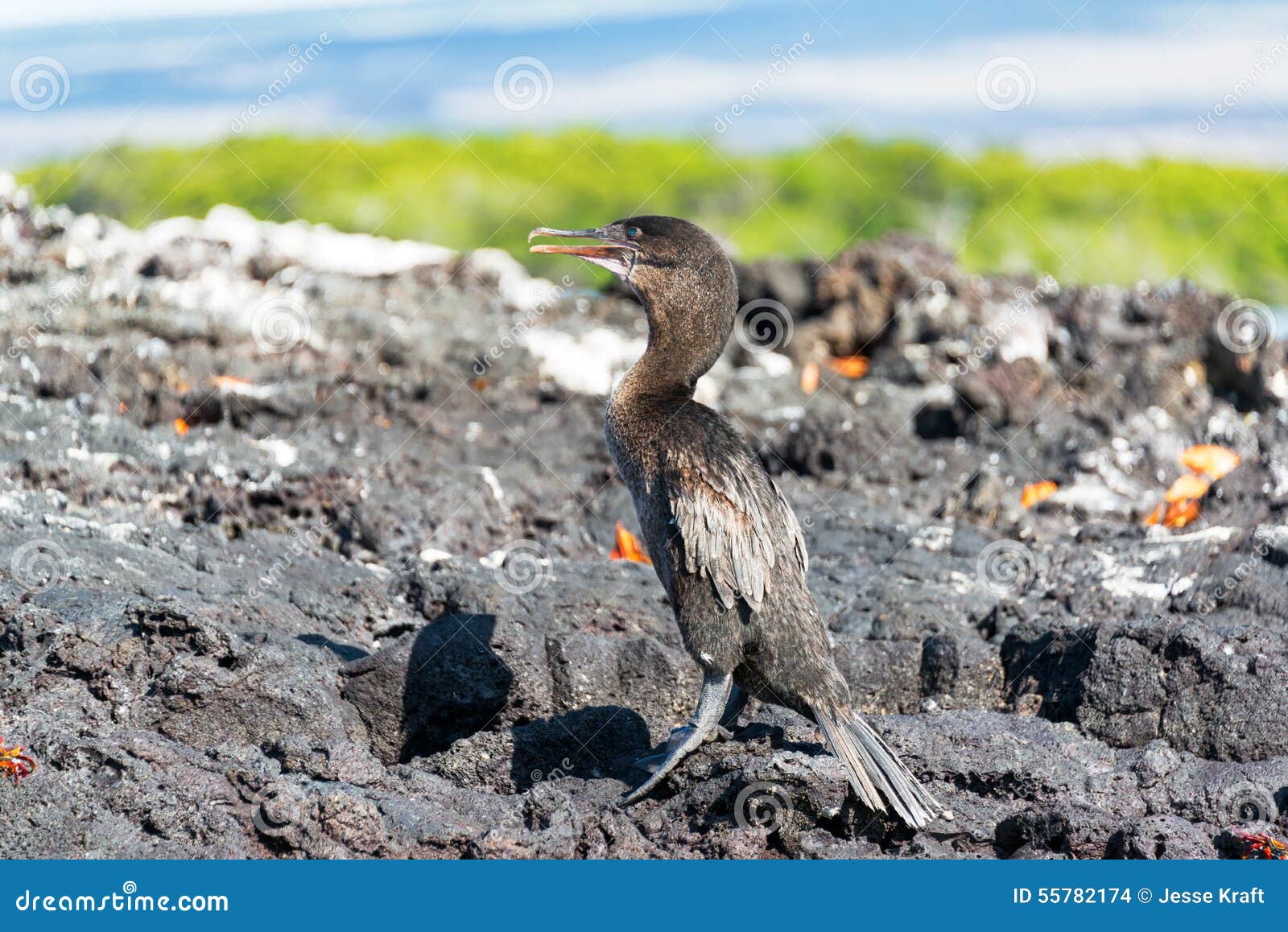 flightless cormorant in galapagos